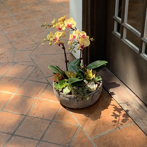 Yellow orchids with succulents in weathered stone bowl by best florist Raleigh